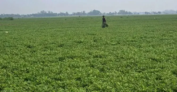 নরসিংদীর চরে বাড়ছে বাদাম চাষ, কৃষকের মুখে হাসি